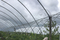 Vineyard Fruit Zone Bird Protection Netting System