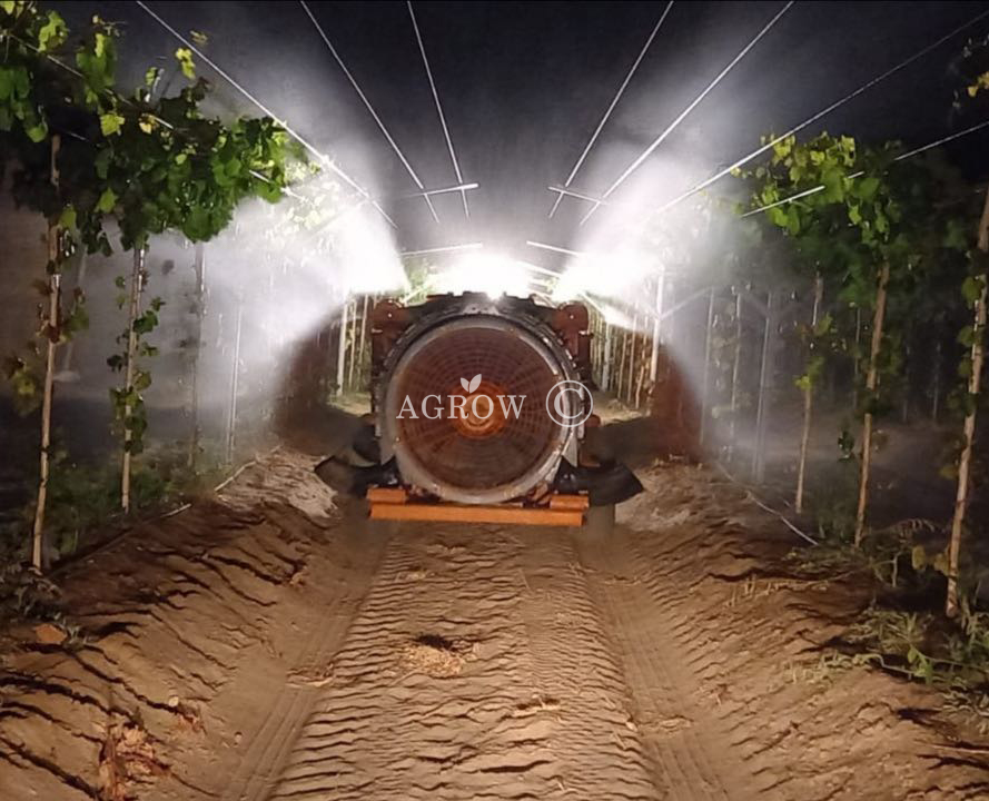 Vineyard Flat gable trellis system in Peru