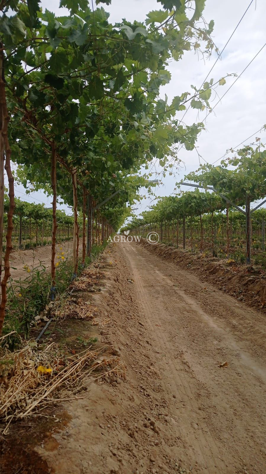 Vineyard Flat gable trellis system