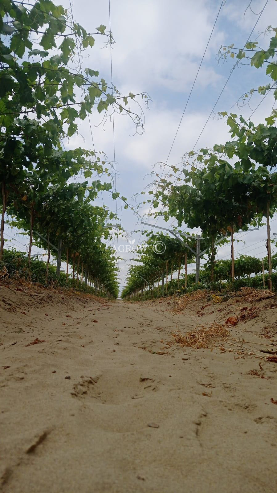 Vineyard Open gable High tensile trellis system
