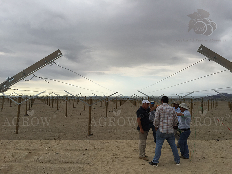 Open Gable trellis system Peru Agrow 2014