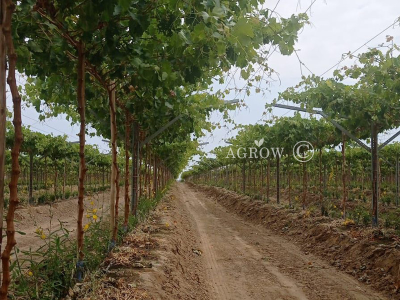 AGROW Open Flat System Installed in Peru