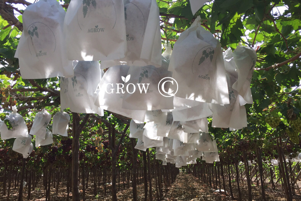 Grape Vine Tying Rope